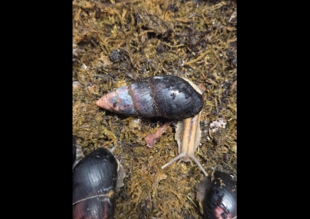 Limicolaria flammea - Black Shell