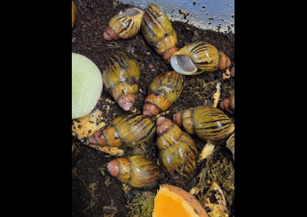 Archachatina knorri - Knorri's Giant African Snail