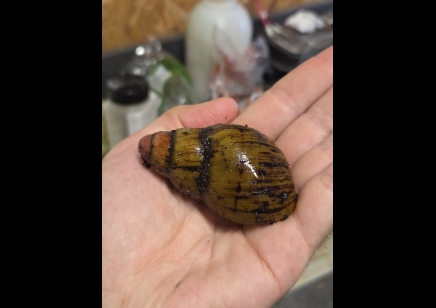 Archachatina knorri - Knorri's Giant African Snail