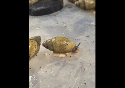Archachatina porphyrostoma - Nigerian Albino Shell Snail