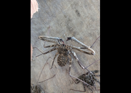 Damon johnstoni - West African Giant Tailless Whip