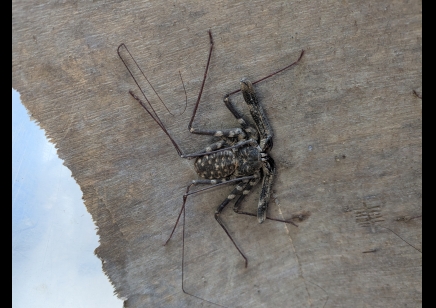 Damon johnstoni - West African Giant Tailless Whip