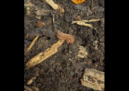 Paradoxosomatidae Sp Nigeria - Red headed flat millipede