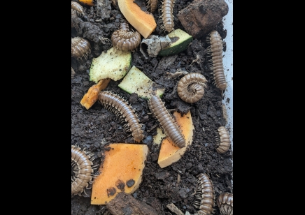 Tymbodesmus falcatus - Caramel flats