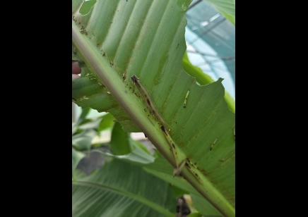 Caligo sp.