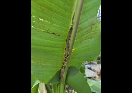 Caligo sp.