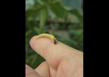 Caligo sp.