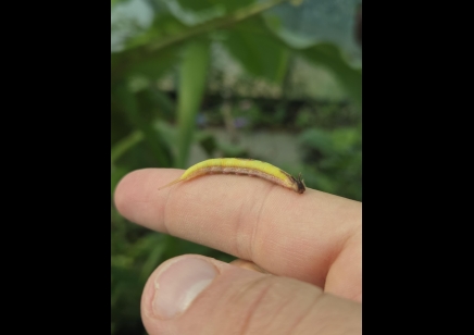 Caligo sp.