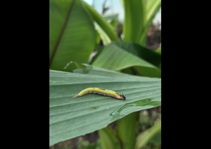 Caligo sp.