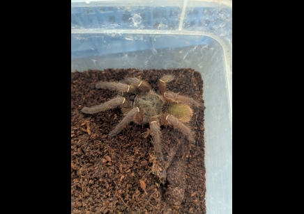 Ephebopus uatuman - Emerald Skeleton