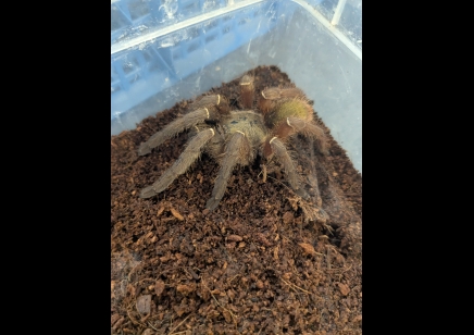 Ephebopus uatuman - Emerald Skeleton