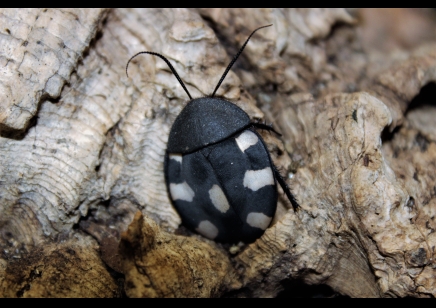 Therea petiveriana - Domino roach (CB by BugzUK) 