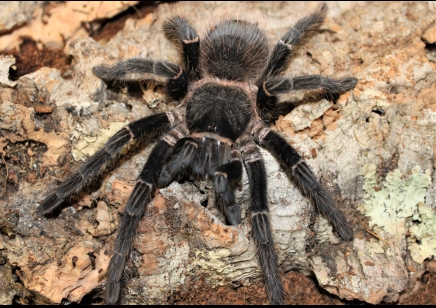 Lasiodora parahybana - 3/4.5cm - Salmon Pink Birdeater (CB by BugzUK) group of 5