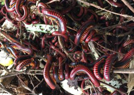 Aphistogoniulus corralipes - Madagascan Fire Millipede
