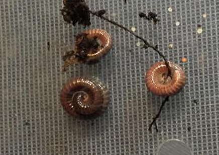 Aphistogoniulus corralipes - Madagascan Fire Millipede