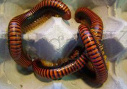 Aphistogoniulus corralipes - Madagascan Fire Millipede