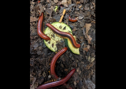 Aphistogoniulus corralipes - Madagascan Fire Millipede