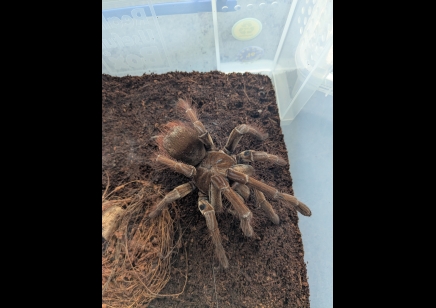 Theraphosa stirmi - Guyana Goliath Birdeater (7/9cm Leg Length) price for 4 tarantulas