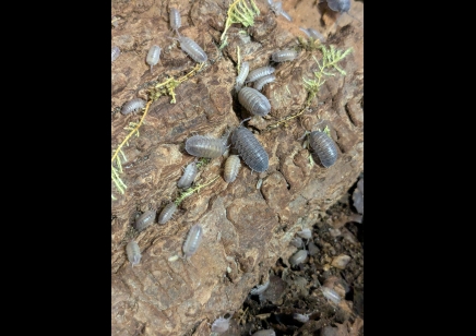 Armadillidium frontirestri - Rhino horned Roller (CB by BugzUK)