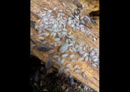 Armadillidium frontirestri - Rhino horned Roller (CB by BugzUK)