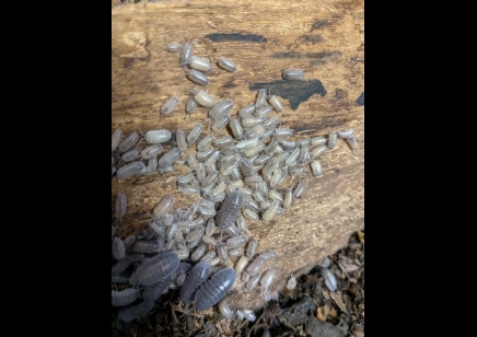 Armadillidium frontirestri - Rhino horned Roller (CB by BugzUK)