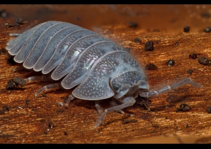 Armadillidium frontirestri - Rhino horned Roller (CB by BugzUK)