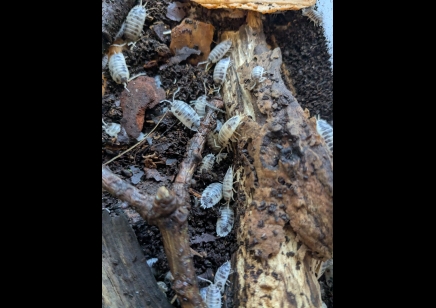 Porcelio laevis 'Dairy cow' - pack of 50! (CB by BugzUK)