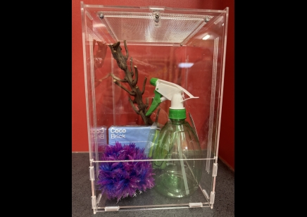 Giant asian praying mantis starter kit