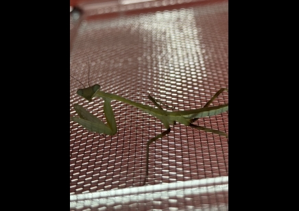 Giant asian praying mantis starter kit