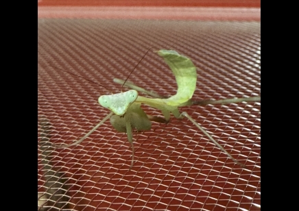 Giant asian praying mantis starter kit