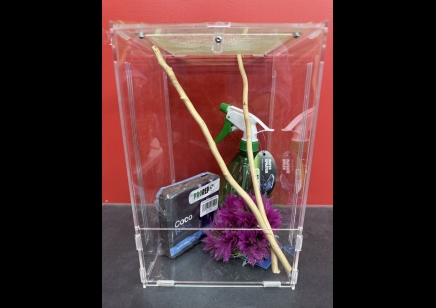 Giant asian praying mantis starter kit