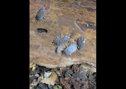 Porcellionides Pruinosus - Powder Blue Isopods (CB by BugzUK)
