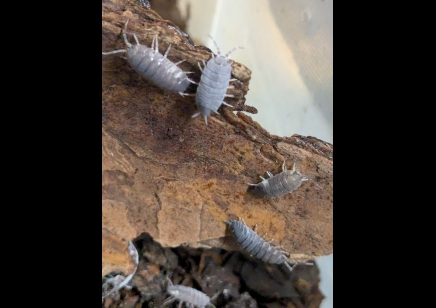 Porcellionides Pruinosus - Powder Blue Isopods (CB by BugzUK)