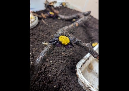Geosesarma dennerle - Sunshine Vampire Crab 10 left