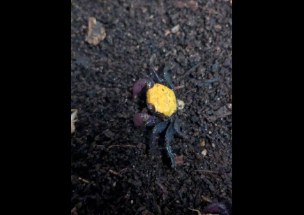 Geosesarma dennerle - Sunshine Vampire Crab