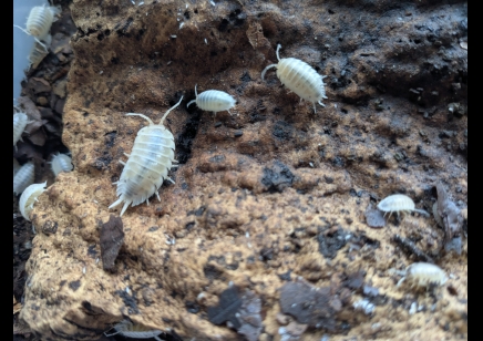 Porcellio laevis 'Crystal White' (CB by BugzUK)