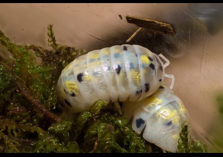 Armadillidium Vulgare - 'Magic Potion' (CB by BugzUK)