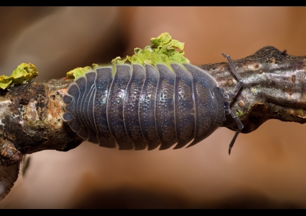 Armadillidium frontirestri - Rhino horned Roller pack of 100! (CB by BugzUK)