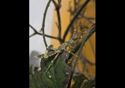 Eurycantha insularis (CB by BugzUK)