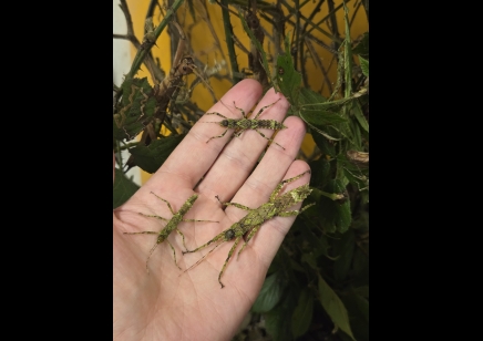 Eurycantha insularis (CB by BugzUK) PACK OF 5 SMALL/MEDIUM 