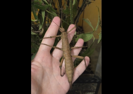 Eurycantha insularis (CB by BugzUK) PACK OF 5 SMALL/MEDIUM 