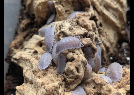 Porcellio incanus baeticensis - 'Violet' isopods (CB by BugzUK)