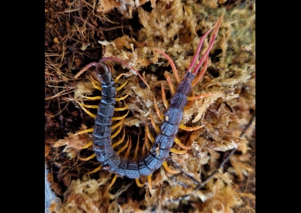 Alipes grandidieri - Feather Tailed Centipede 3 left