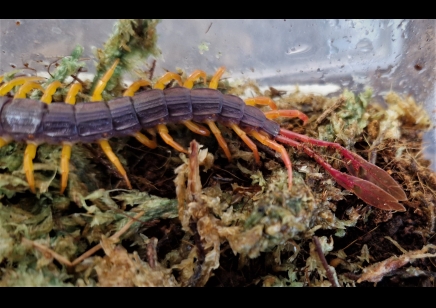 Alipes grandidieri - Feather Tailed Centipede 3 left