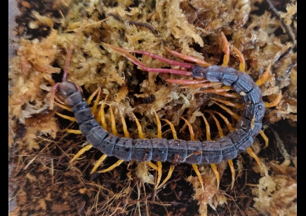 Alipes grandidieri - Feather Tailed Centipede 3 left