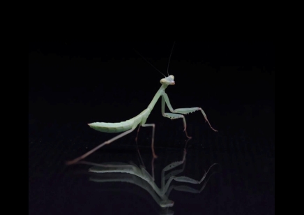 Hierodula chinensis - Chinese reddish mantis CB