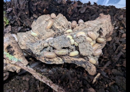 Armadillidium Vulgare - Gem Mix (CB by BugzUK)