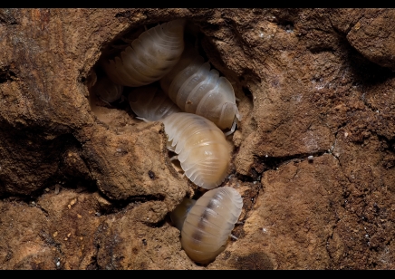 Cubaris murina Glacier - Glacier Isopods (CB by BugzUK)