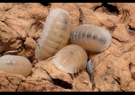 Cubaris murina Glacier - Glacier Isopods (CB by BugzUK)