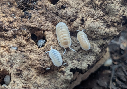 Cubaris murina Glacier - Glacier Isopods (CB by BugzUK)